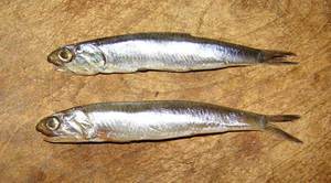 Хамса Хамса - маленькие рыбешки