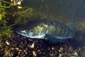 Судак Судак - хищник