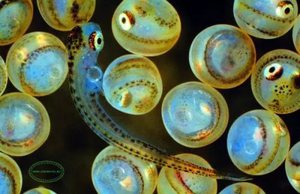 Как размножается рыба: особенности нереста и развития мальков