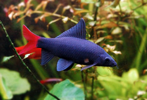 Описание лабео