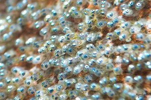 Потомство рыбы 