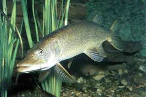 Щука Щука в основном обитает в пресной воде