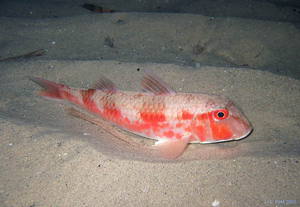 Султанка Барабулька