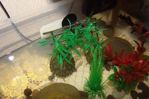 Как выбрать УФ-лампу для черепахи: советы по освещению и здоровью