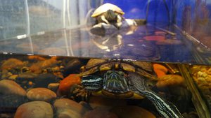 Ультрафиолетовая лампа для черепах