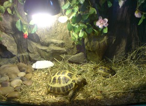 Советы для желающих ухаживать за красноухой черепахой