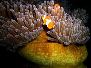 Рыбка клоун и актиния - пример взаимовыгодного симбиоза