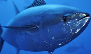 Тунец Тунец - размер рыбы