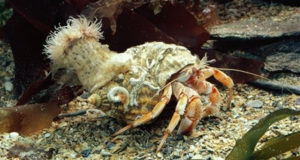 Рак-отшельник и актиния успешно сосуществуют вместе