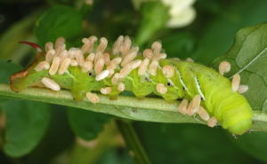 Паразитизм - форма симбиоза, вредящая одному из членов