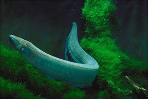 Угорь Угорь может достигать большой длины