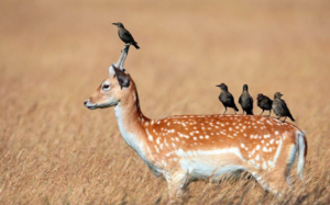 Симбиоз: виды, примеры и роль в природе