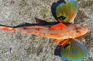 Морской петух (тригла): летающая рыба или миф?