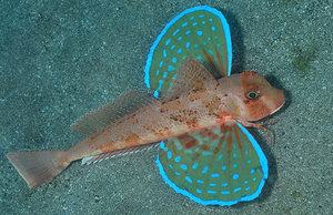 Летающая рыба тригла -морской петух