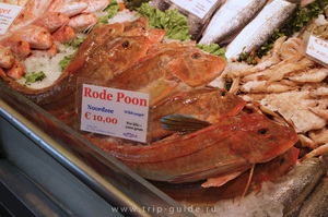 Морской петух и его размножение