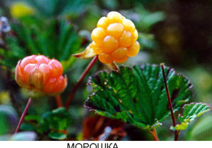 Растения тайги: виды и особенности флоры северных лесов