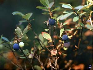 Ягоды тайги