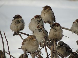 Сколько живут воробьи и почему они погибают