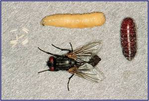 Опарыши мухи