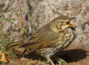 Сизая птица дрозд поет
