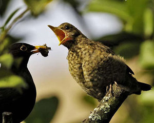 Чёрный дрозд и его подросший птенец