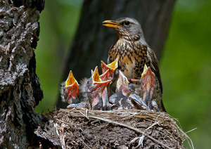 Дрозд рябинник кормит птенцов