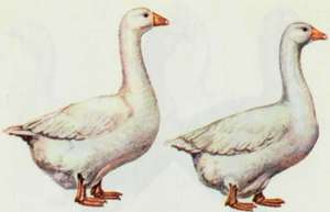 Породы гусей для разведения