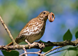Певчий дрозд ест червячка