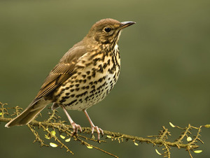 Певчий дрозд на веточке