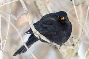 Нахохлившийся черный дрозд в холодное время года