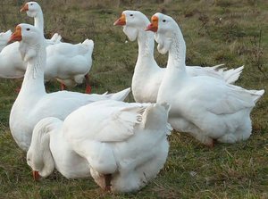 Гуси холмогорские для разведения