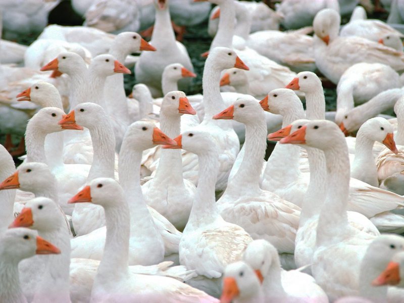 Горьковские гуси Горьковские гуси для разведения