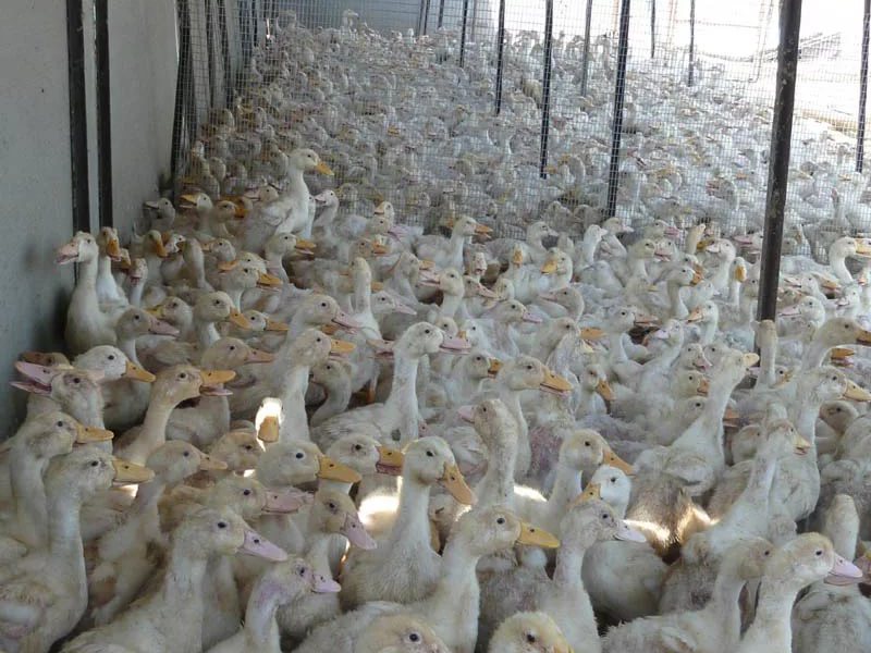 Гусиная ферма Гусиная ферма с гусями