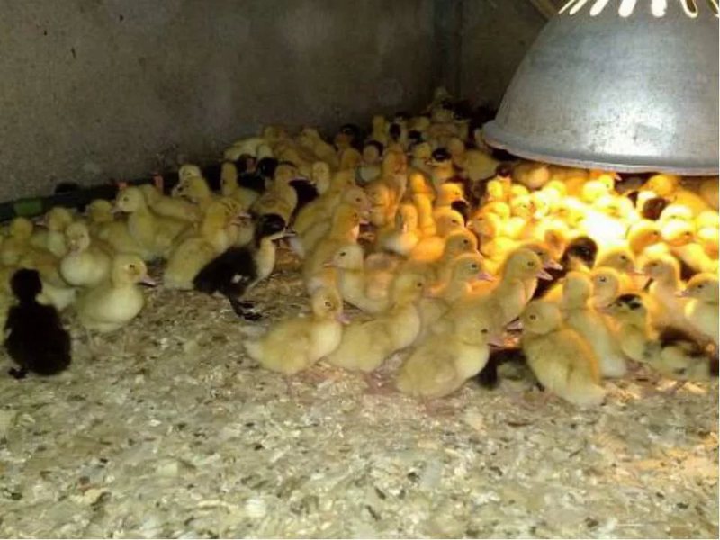 Утята Гусята