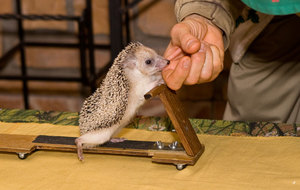 Где обитают ежи