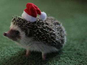 Как содержать ежа в домашних условиях