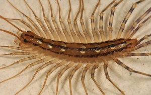 Опасна ли домашняя сколопендра для человека?