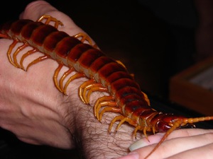 Домашняя сколопендра — опасна ли для человека