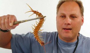 Домашняя сколопендра