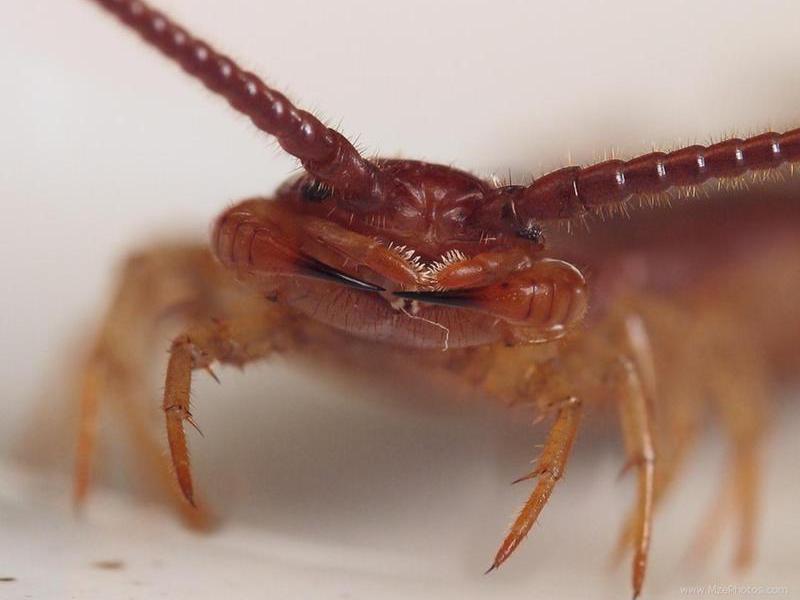 Скалапендрия: фото насекомого чем опасна и как Скалапендрия: фото насекомого чем опасна