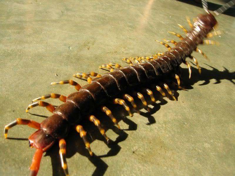 Домашняя сколопендра — опасна ли она Скалапендрия: фото насекомого чем опасна и как