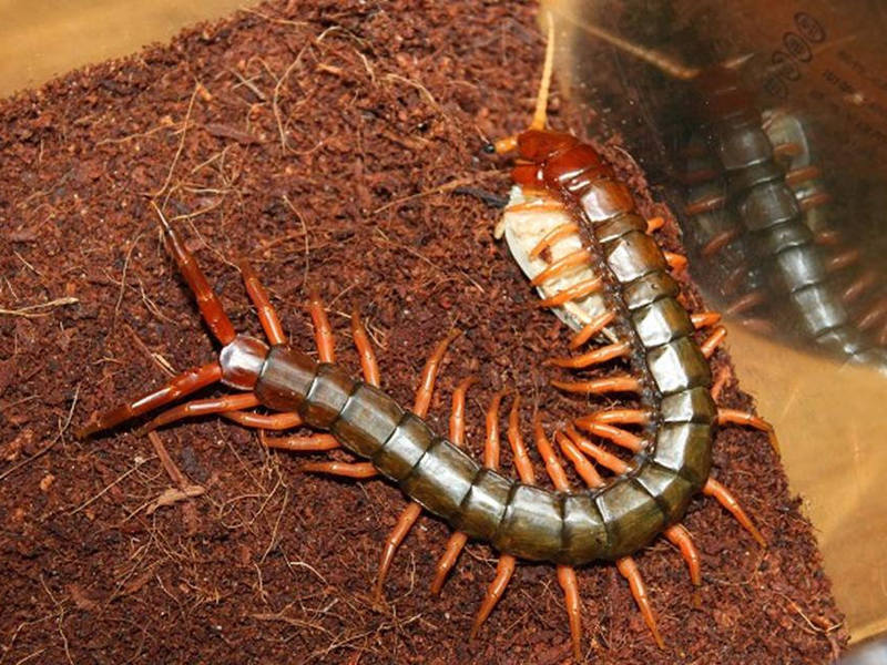 Сколопендра домашняя -насекомое Домашняя сколопендра — опасна ли она