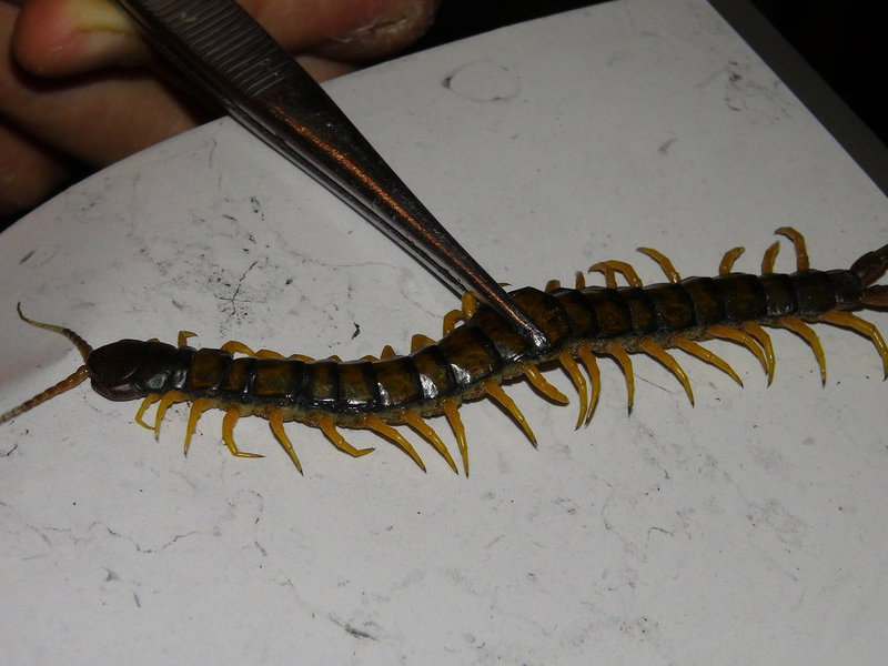 Скалапендра она же сороконожка Сколопендра домашняя -насекомое