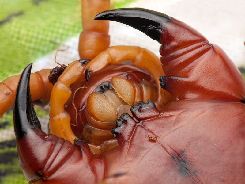 Самая большая сколопендра в мире Скалапендра она же сороконожка