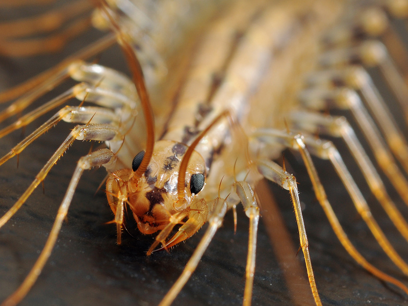 Сколопендра домашняя - и её опасность Сколопендра домашняя, её опасность