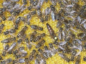 Как разводить пчел