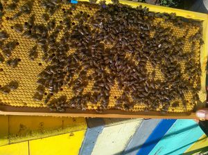 Порода пчел 