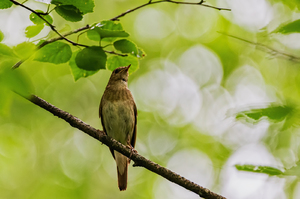 Соловей: образ жизни, питание, размножение и места зимовки