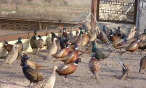 Разведение фазанов в домашних условиях: пошаговое руководство