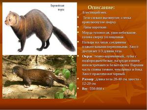 Птицы и животные из красной книги